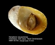 Neripteron siquijorense (3)